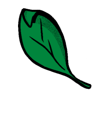 a green leaf